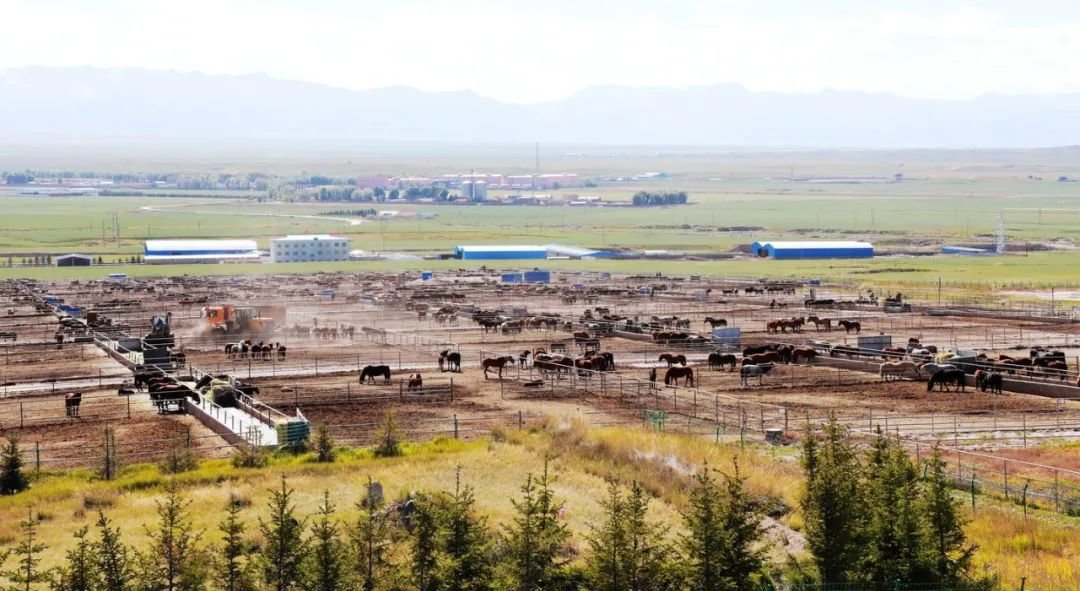 山丹县孕马养殖产业园全貌