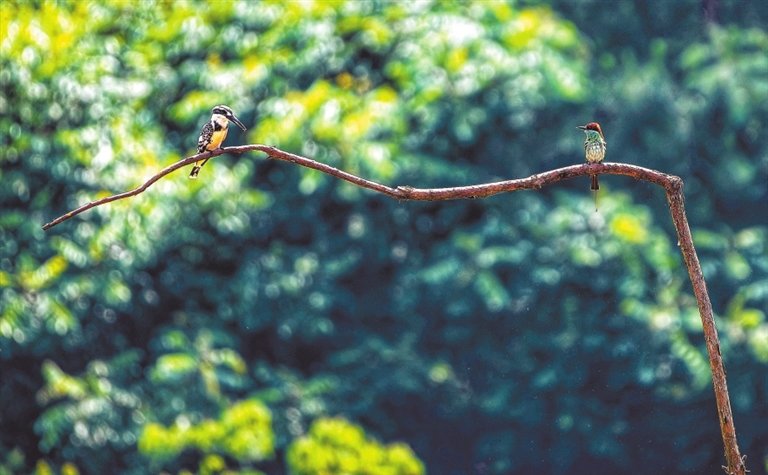 2022年6月6日,在南昌市红谷滩区厚田乡梅花村,斑鱼狗(左)和“中国最美小鸟”蓝喉蜂虎枝头“对话”,十分有趣。