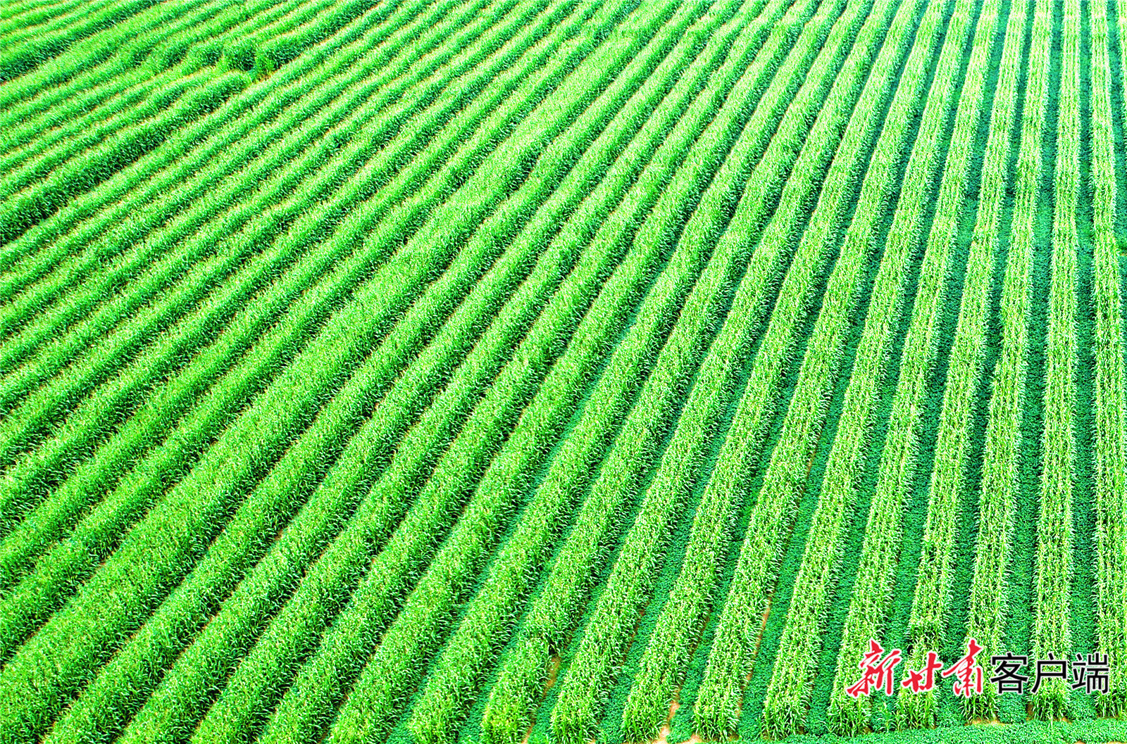 大豆玉米带状复合种植（资料图） 新甘肃·甘肃日报记者 金奉乾 摄