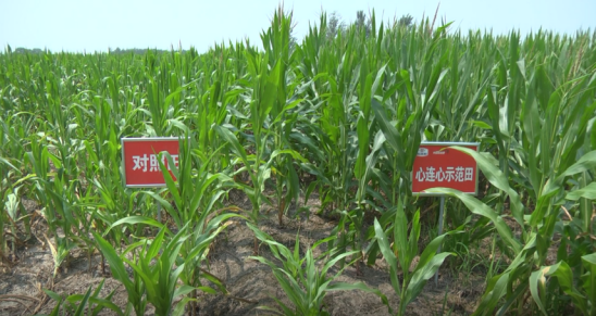 对照田和示范田