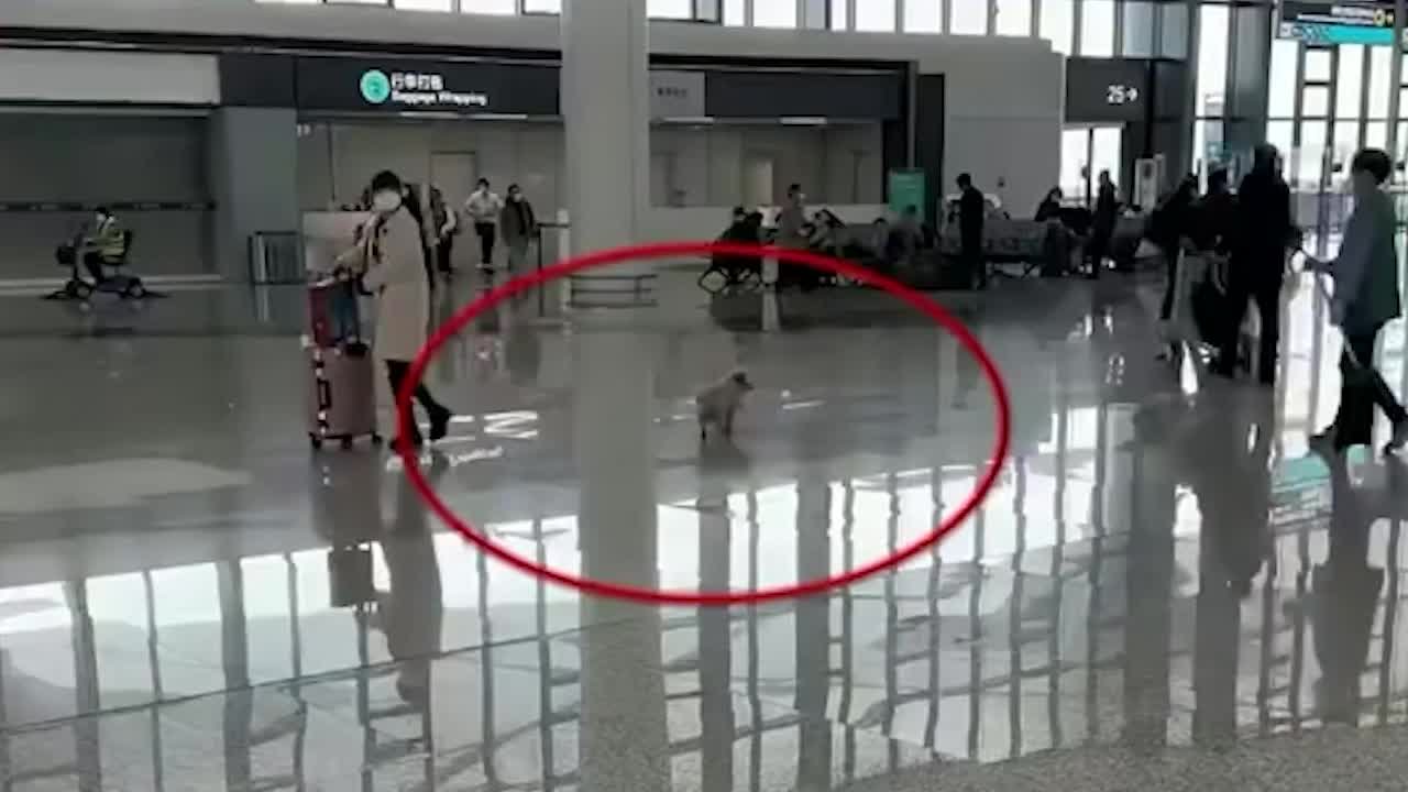 机场回应“因托运费较高宠物遭遗弃”：已被爱心人士领养