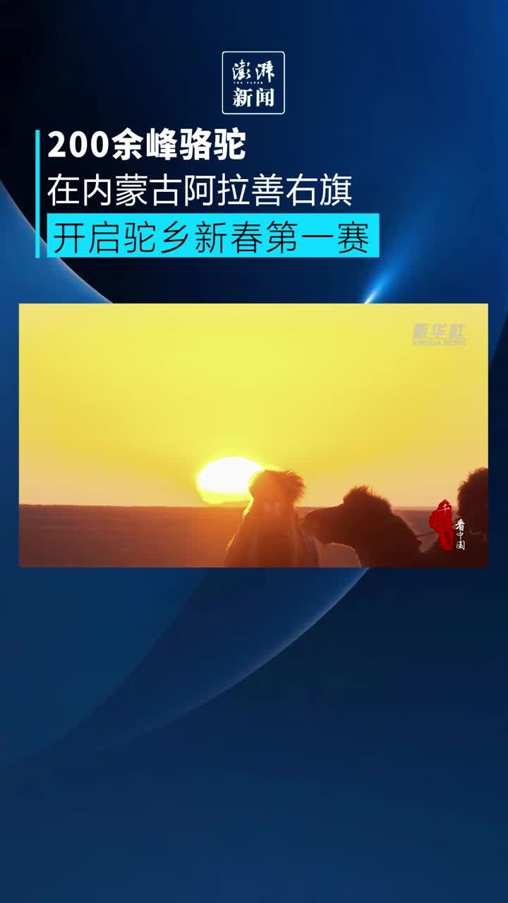 200余峰骆驼集结大漠，开启驼乡新春第一赛