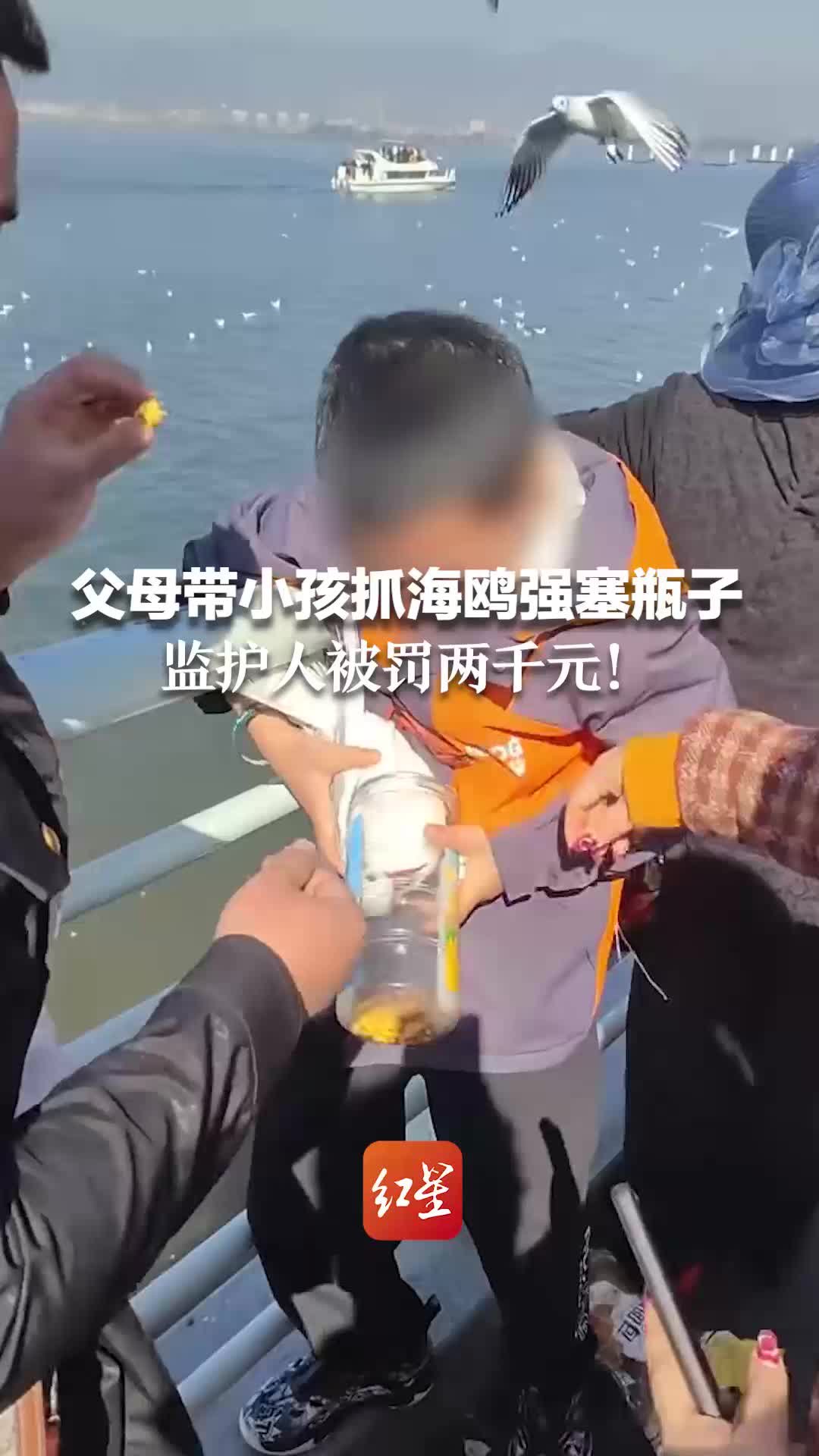 父母带小孩抓海鸥强塞瓶子 监护人被罚两千元
