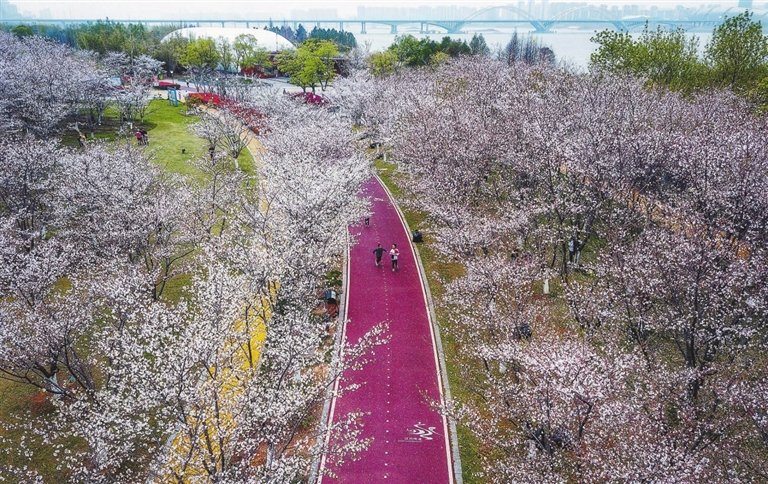 位于南昌赣江边的赣东大堤,美丽景色吸引市民争相打卡。2022年3月19日,成片的樱花悄然绽放,给南昌带来浓浓的春天气息。