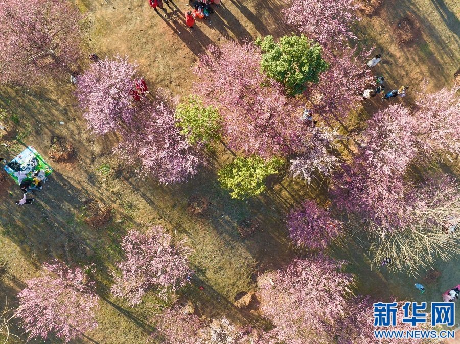 赣州市经开区金凤梅园内梅花盛开。新华网发 郭先明 摄