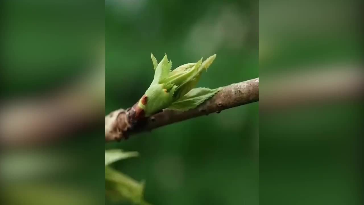 1分钟感受春天的生机活力