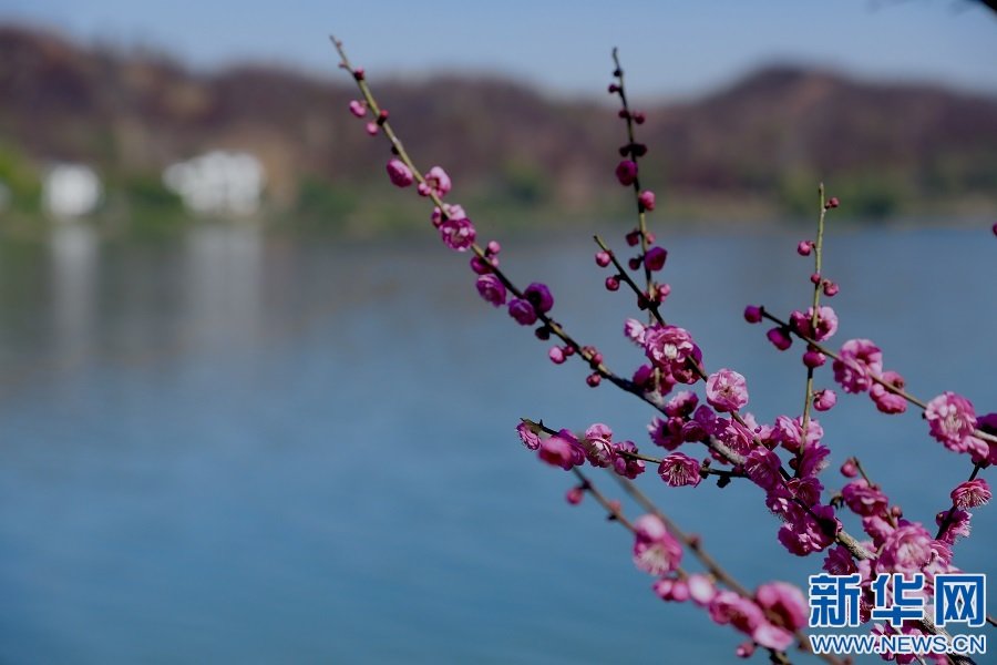 江西省上犹县南湖国家湿地公园梅花绽放。新华网发 吴雅薇 摄