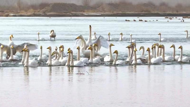 甘肃张掖高台万鸟迁徙奏响“生态交响曲”(19915138)-20230209200045.jpg