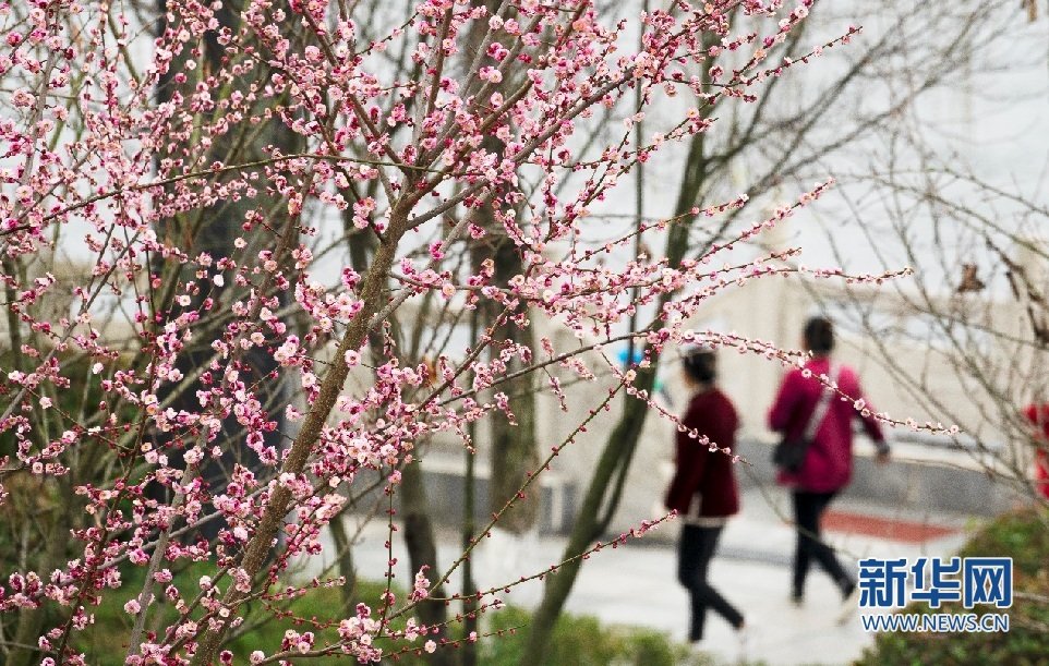 2月11日，市民在安康市汉滨区汉江公园散步。赵华斌 摄