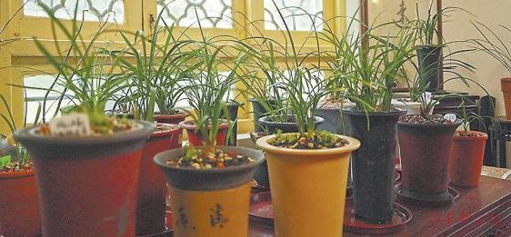 春兰展上的兰花