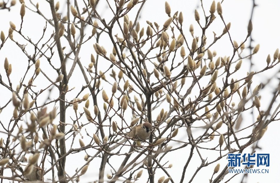 2月11日，在汉水之滨的安康市汉滨区汉江公园，一只麻雀在玉兰花树上嬉戏玩耍。赵华斌 摄
