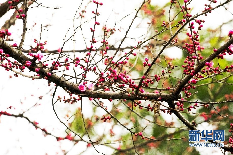 这是2月11日拍摄的安康市汉滨区汉江公园盛开的梅花。赵华斌 摄