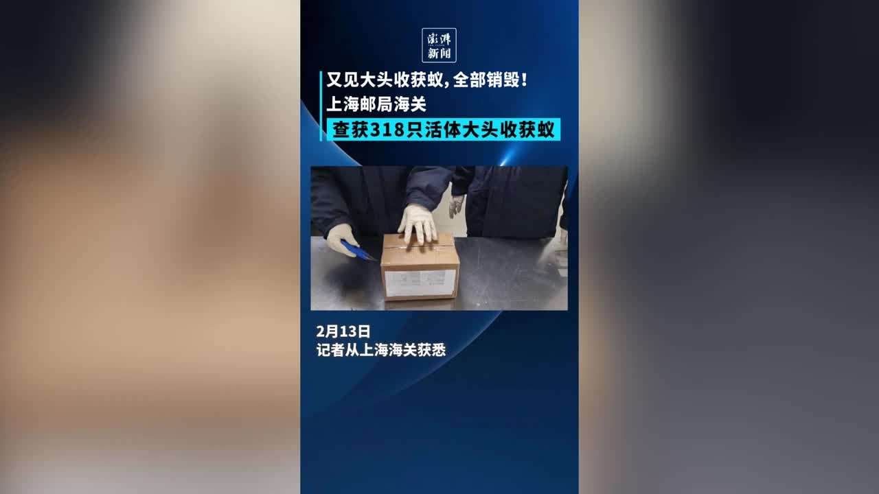 318只活体蚂蚁！上海邮局海关查获一批大头收获蚁全部销毁