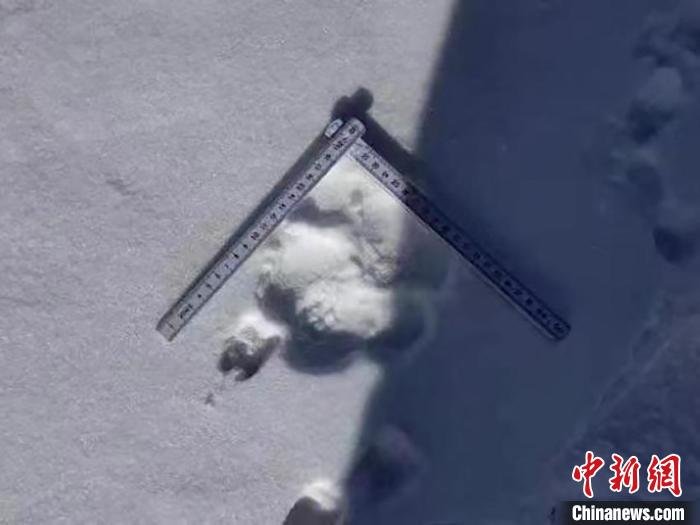 东北豹山中猎食被发现吉林天桥岭发布预警信息