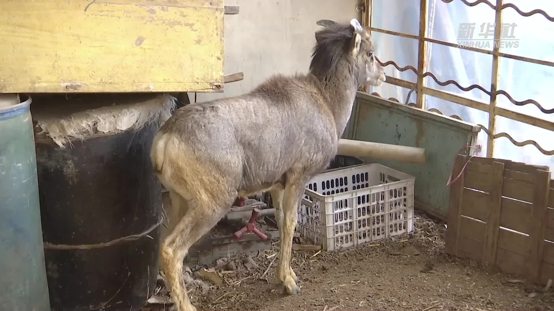 甘肃玉门：成功救助国家一级保护动物西藏盘羊