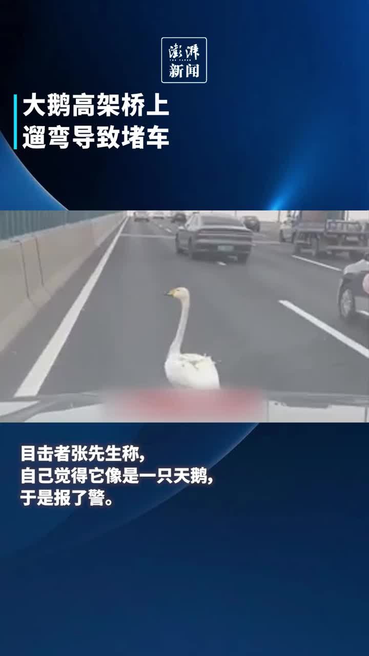 大鹅高架桥上遛弯导致堵车