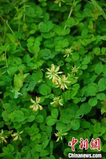 开花的巴山黄耆　甘启良　摄