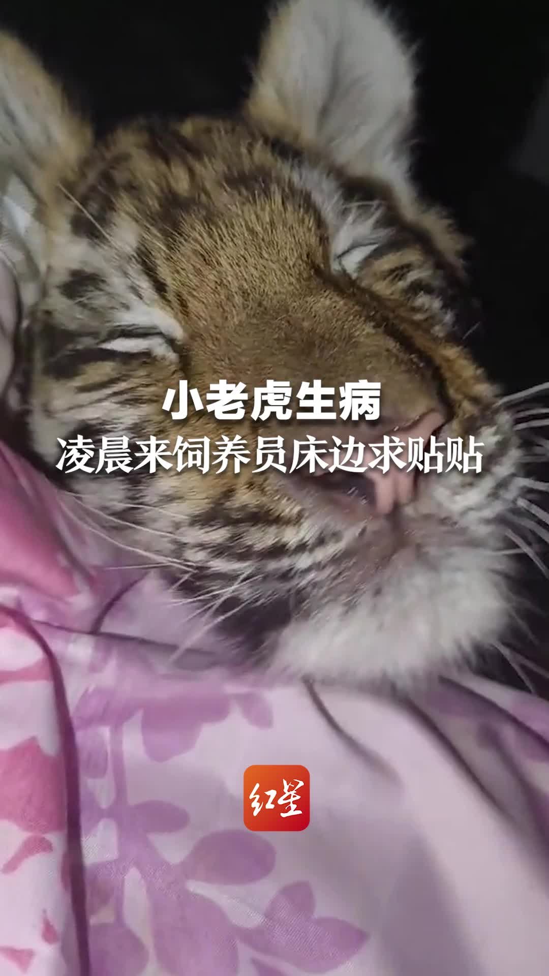 小老虎生病，凌晨来饲养员床边求贴贴