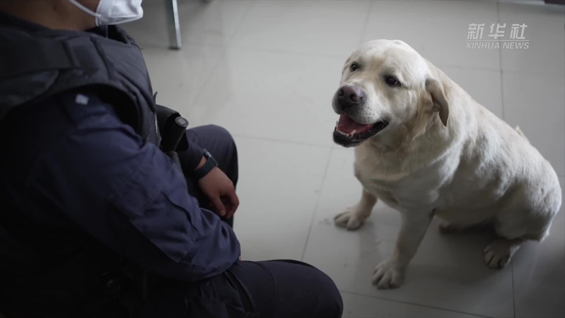 那只叫“云吞”的胖胖警犬  开始减肥了