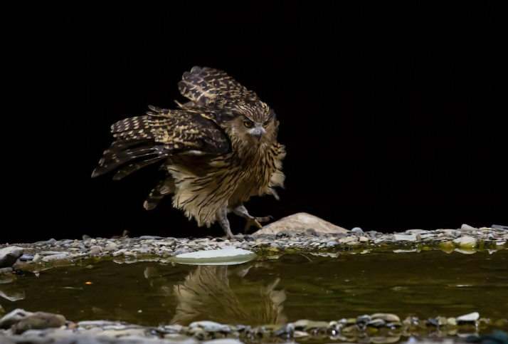 江西武宁深山的“渔夫”黄腿渔鸮