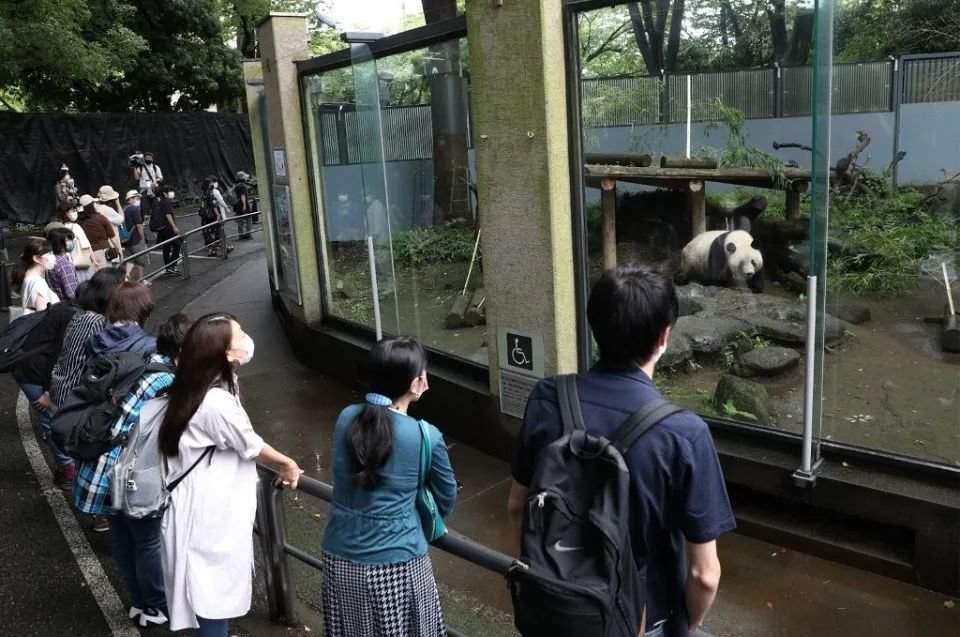 集全日本寵愛於一身，熊貓香香下周回國，它不隻是可愛而已……