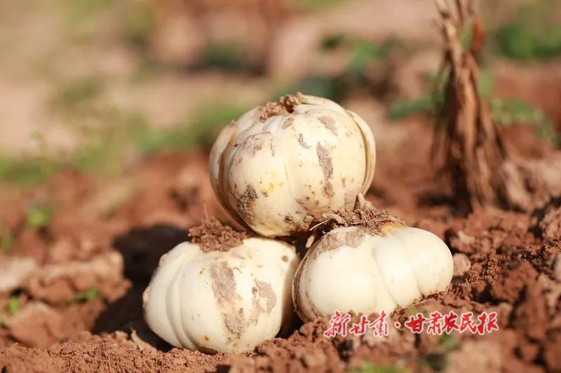 兰州百合:饱满圆润 "甜蜜"源于独特的地理环境