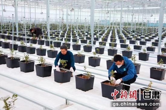 在甘州区靖安现代高效设施农业莓果产业示范园二期温室，工人在忙着栽车厘子树苗。甘州区委宣传部供图