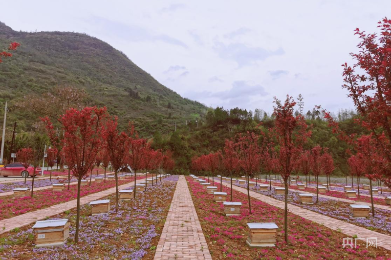 两当县规模化蜂场（央广网发 张云霞 摄）
