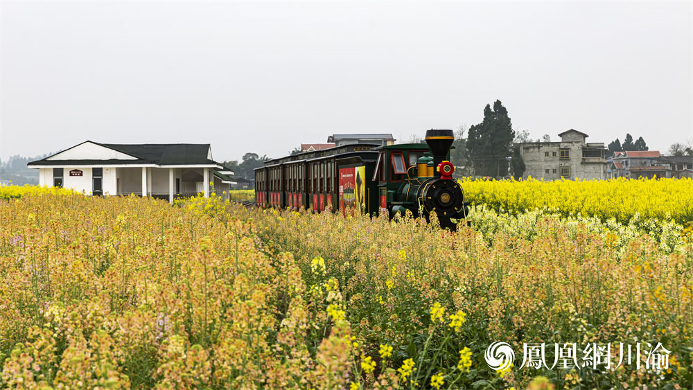 潼南陈抟故里景区油菜花盛开。 凤凰网川渝发（资料图）