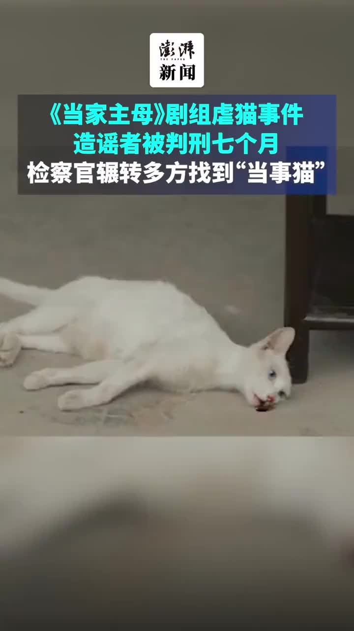 《当家主母》剧组虐猫事件造谣者被判刑7个月：当事猫被找到