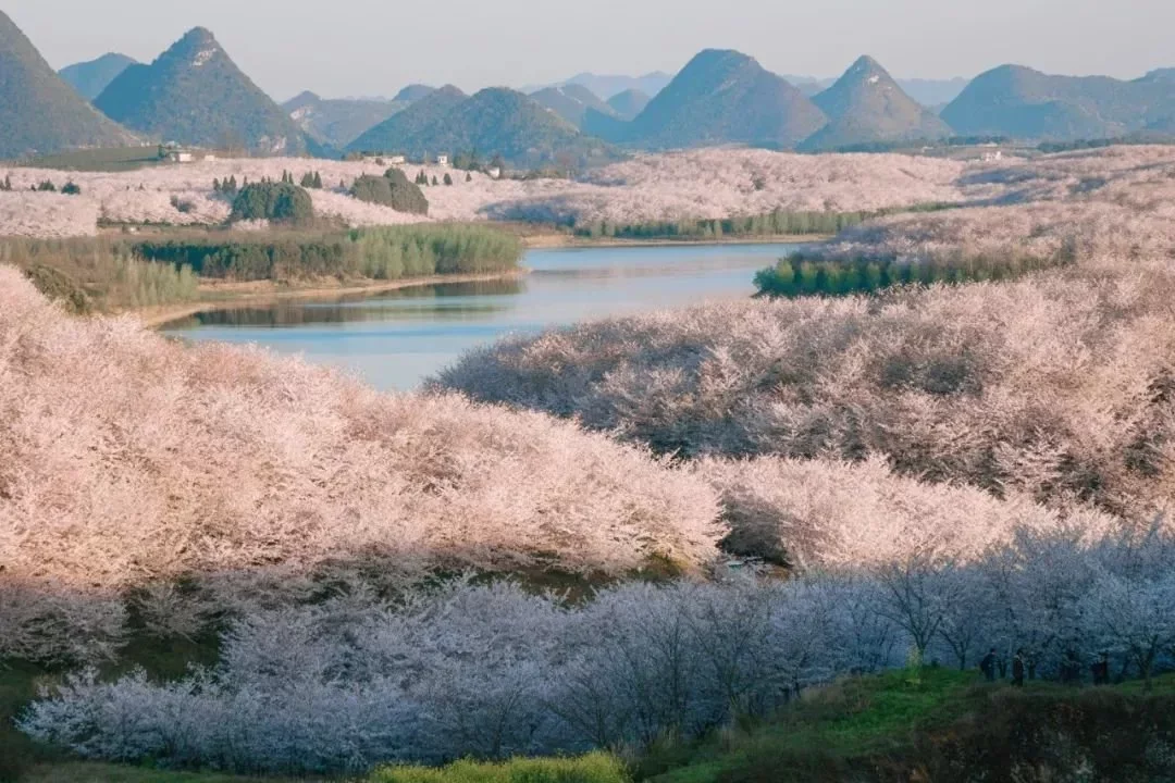 有被浪漫到！持续九十天的绝美花海，每一个都是“限定版”凤凰网北美凤凰网 