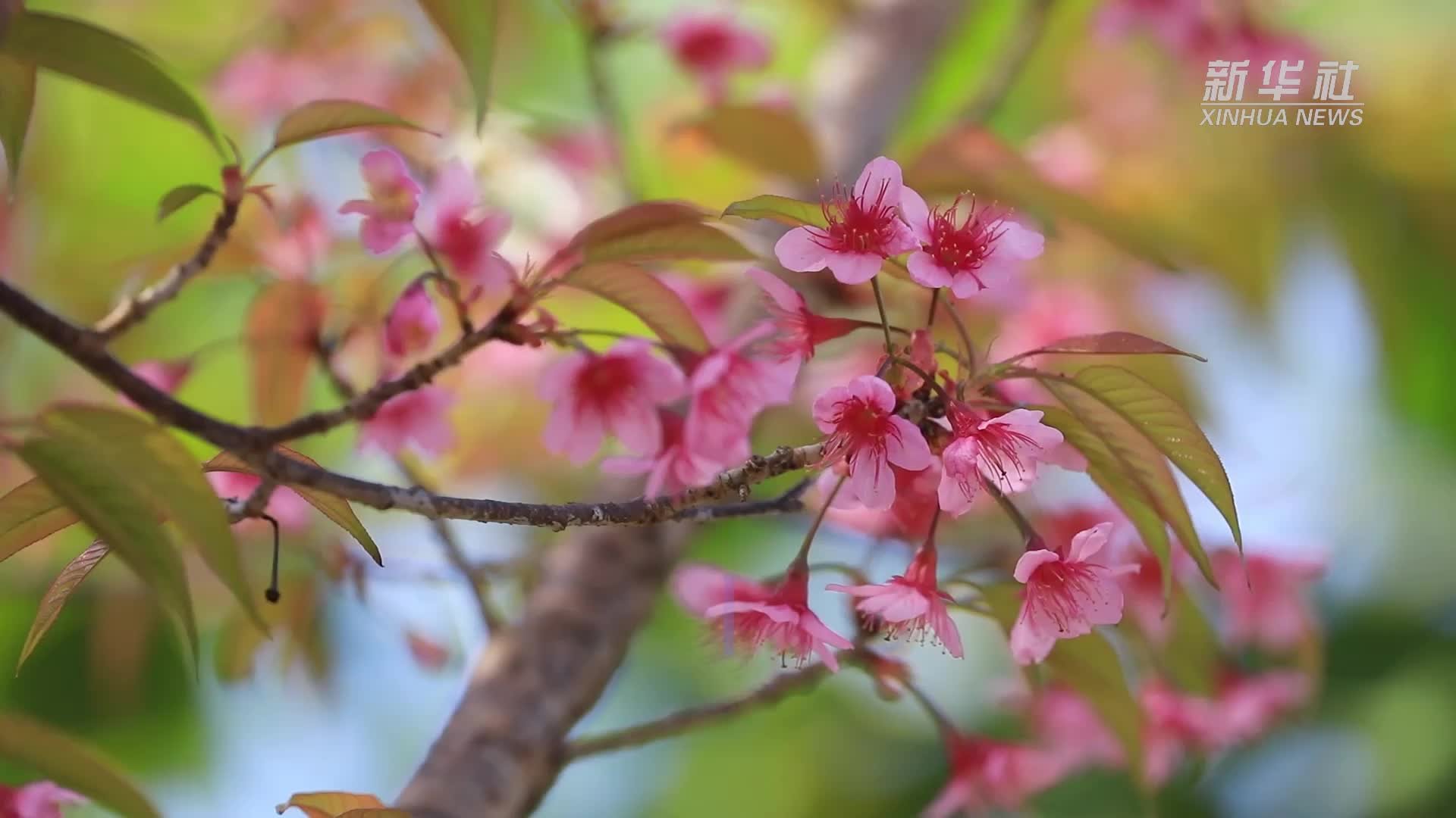 云赏花！云南金平冬樱花已上线