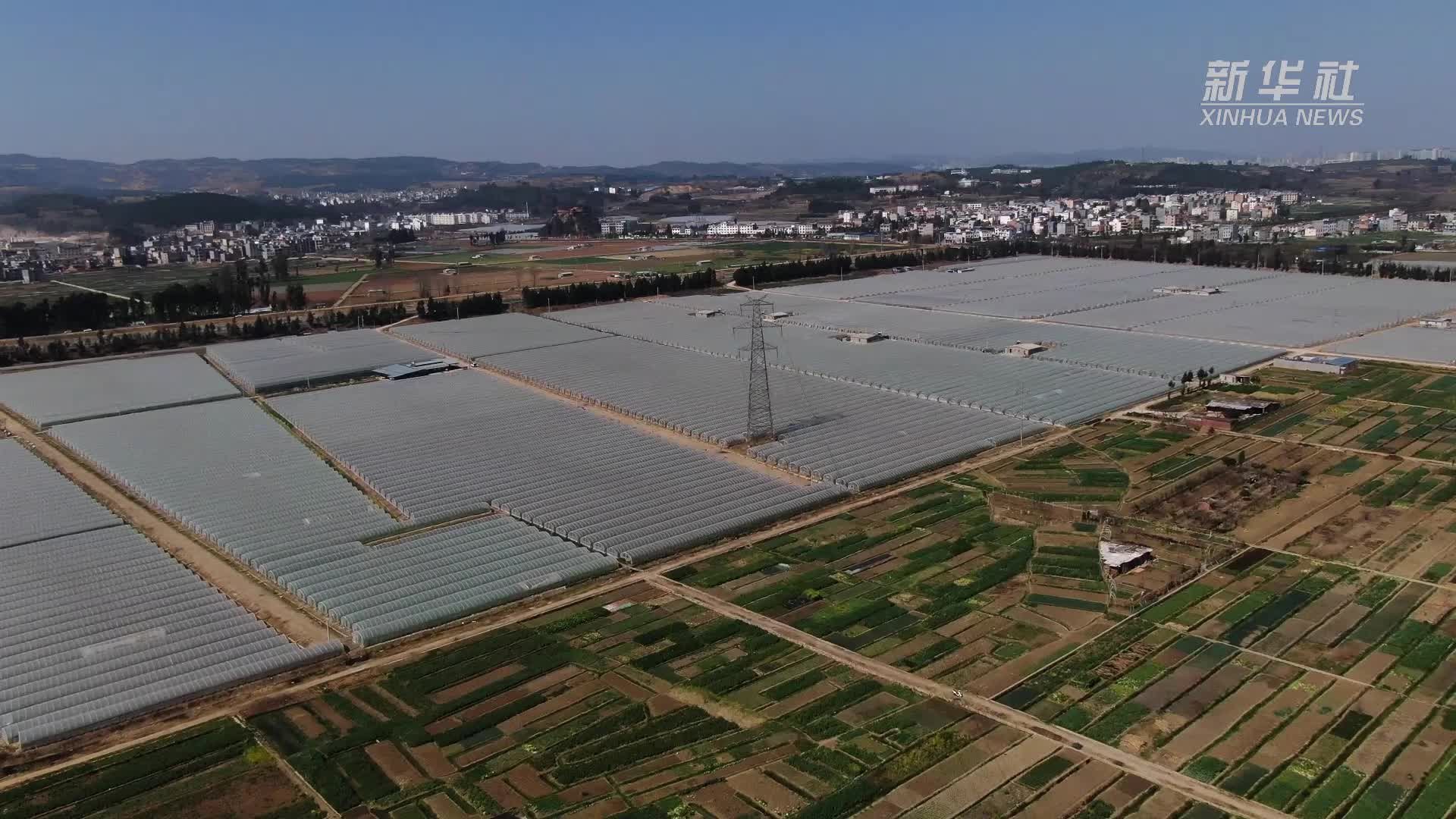 新华全媒+｜斗南“花”娘