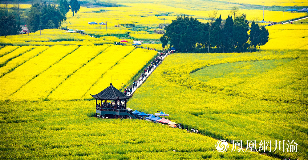 潼南陈抟故里景区油菜花盛开。 凤凰网川渝发（资料图）