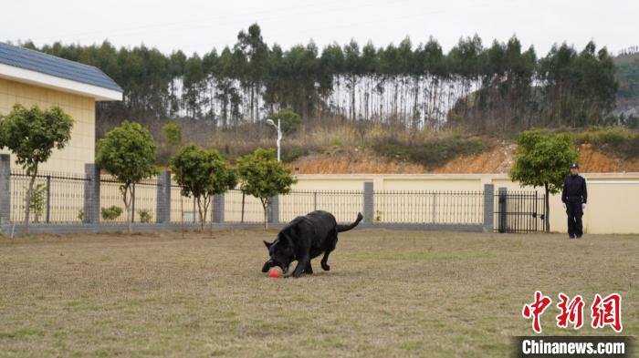 警犬正在进行服从性训练 王荣鑫 摄