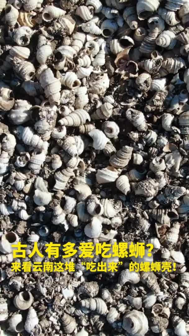 新华全媒+|古人有多爱吃螺蛳？来看云南这堆“吃出来”的螺蛳壳