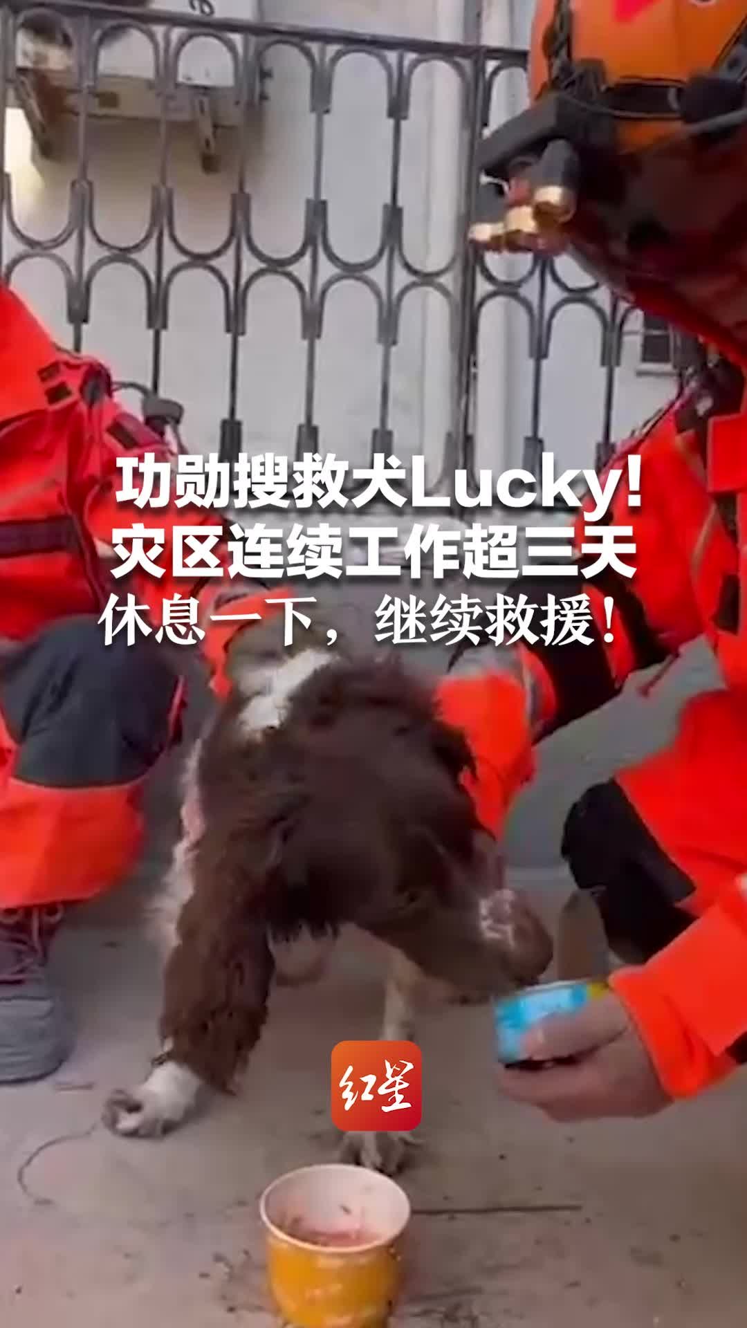 功勋搜救犬Lucky！灾区连续工作超三天 补充能量，继续救援