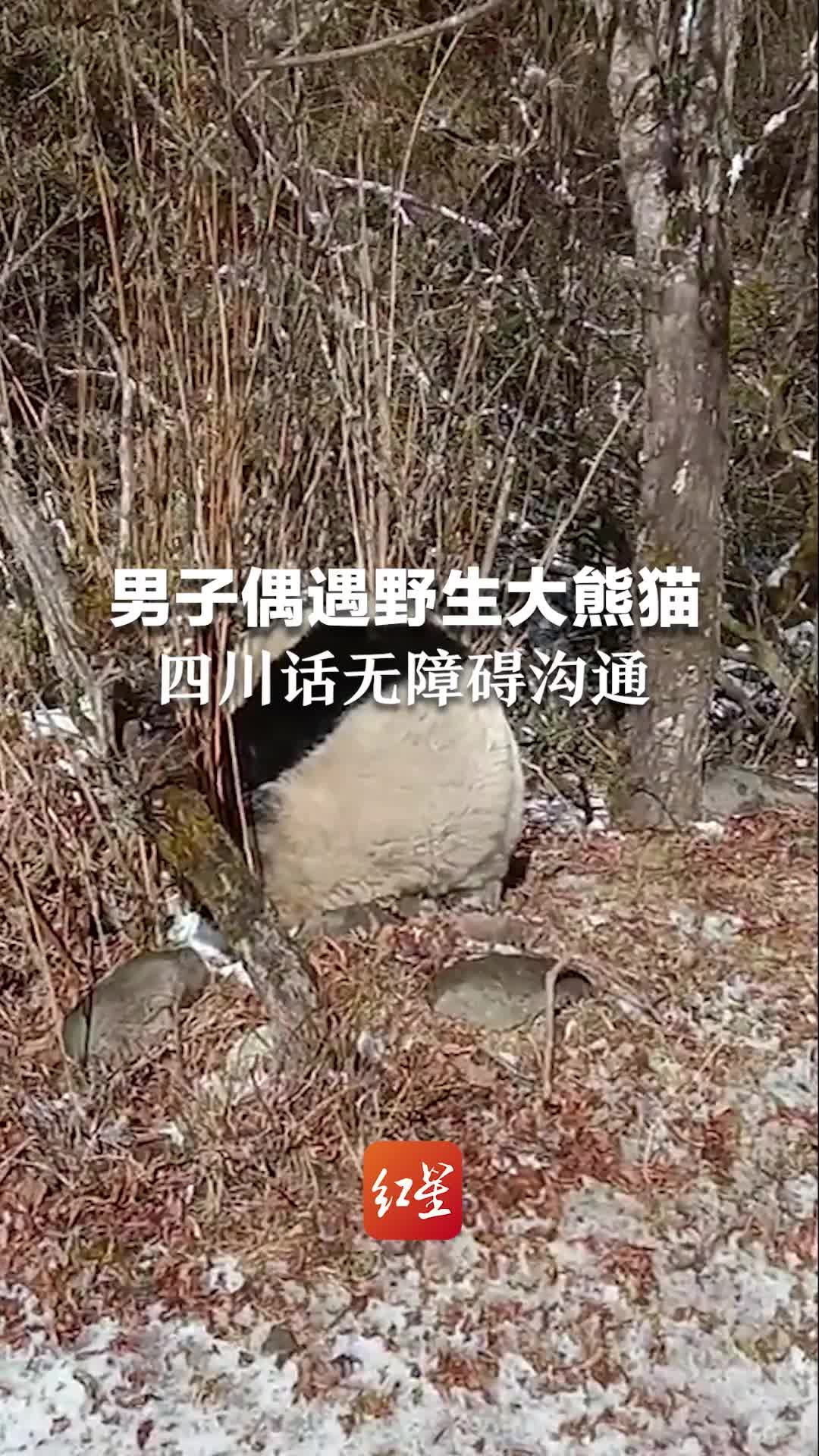 男子偶遇野生大熊猫，四川话无障碍沟通