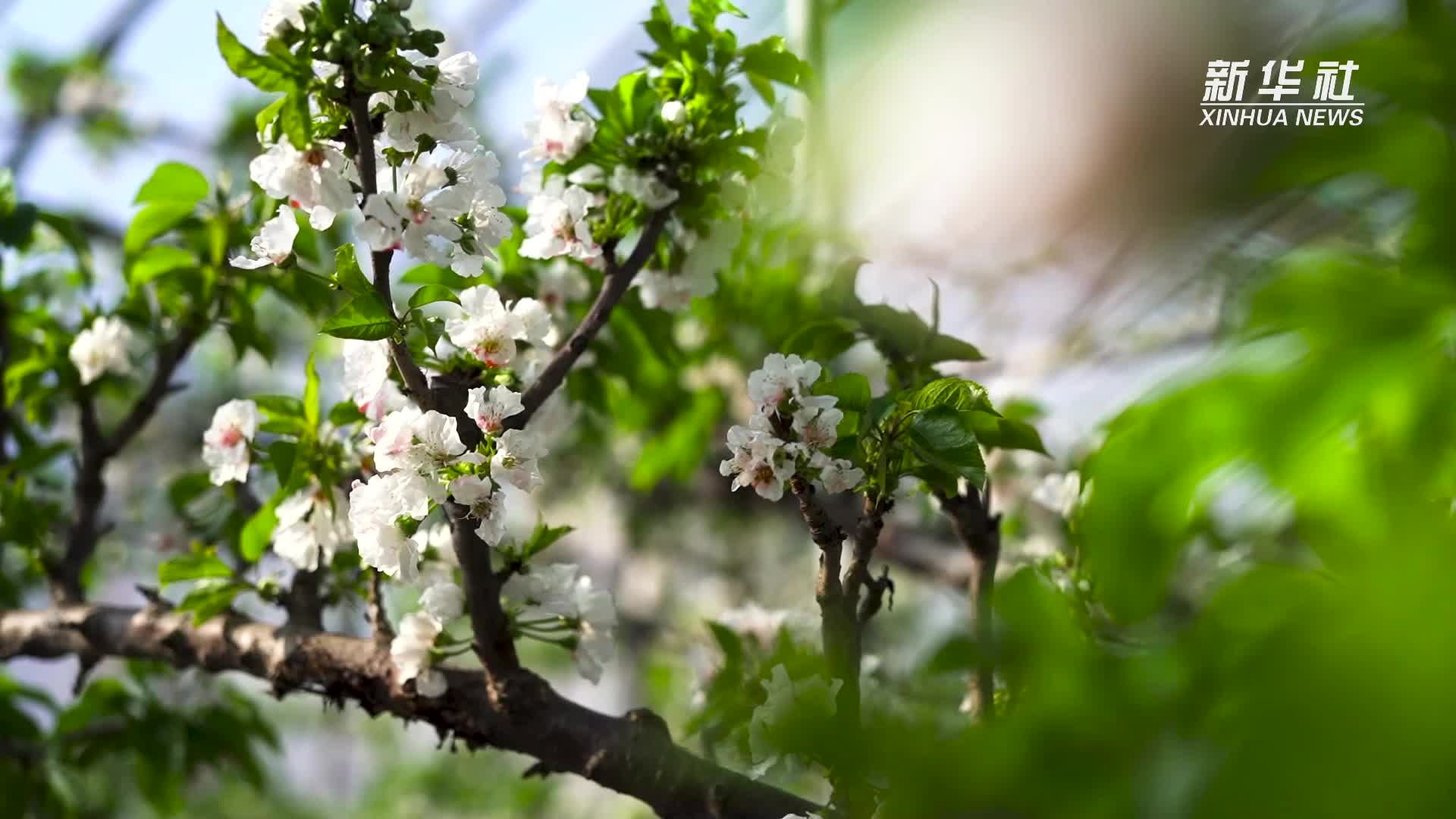 强信心·开新局｜深耕特色产业 赋能乡村振兴