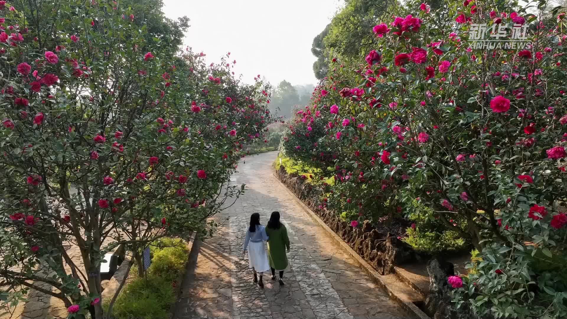一树红霞报春风 云南腾冲茶花竞相开放
