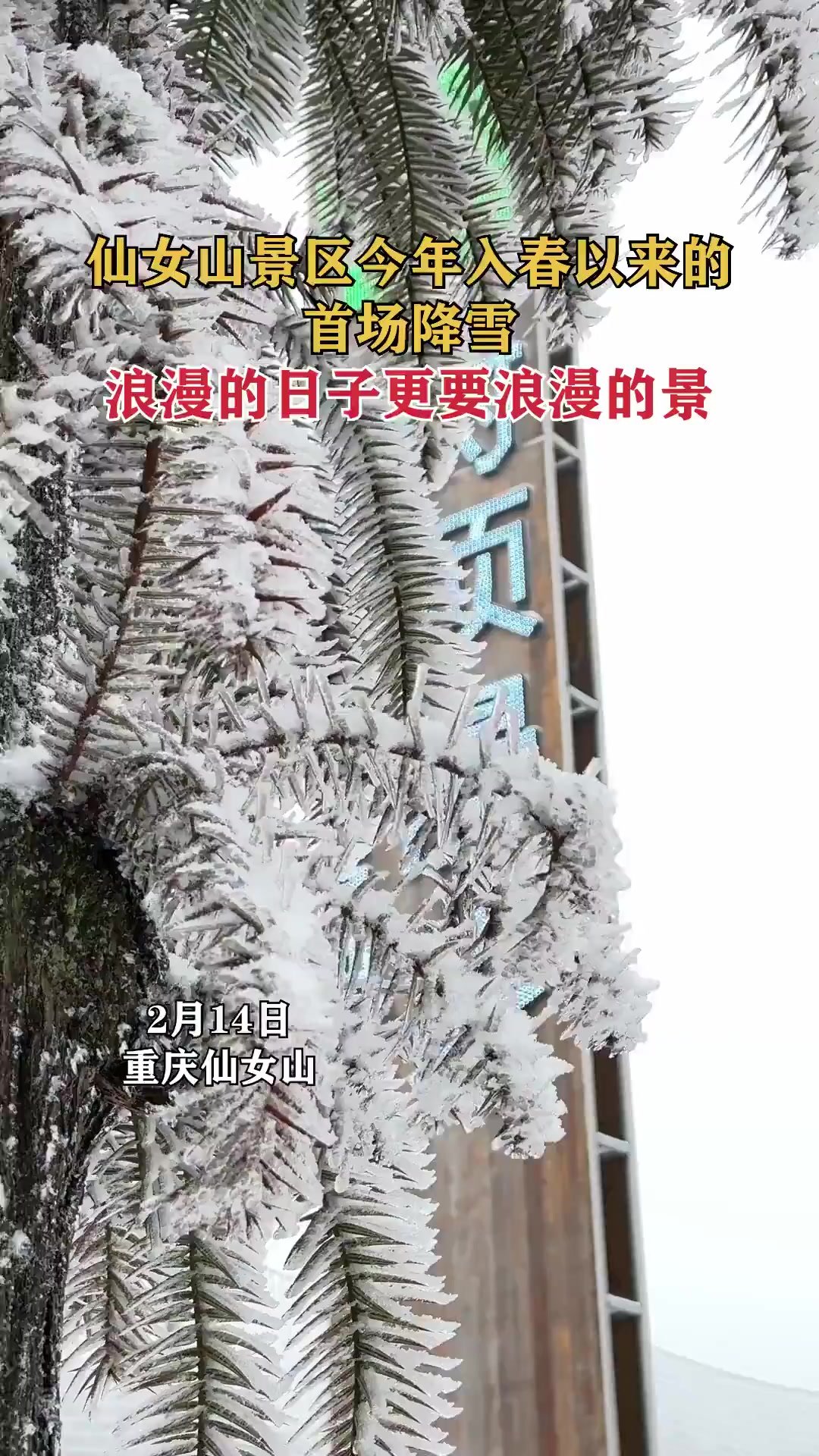 重庆仙女山迎来入春第一场雪 网友：这雪下得自觉