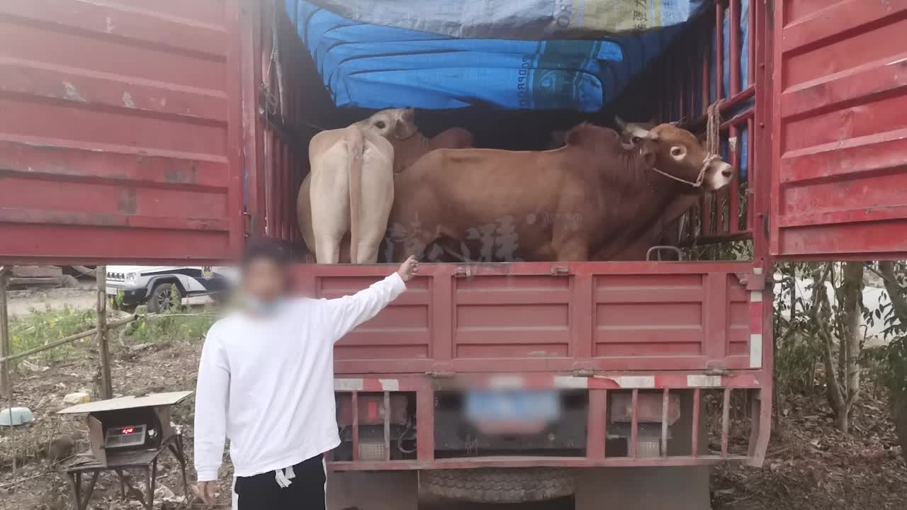 云南查获33头走私入境活体牛：无购买手续和检疫检验合格证