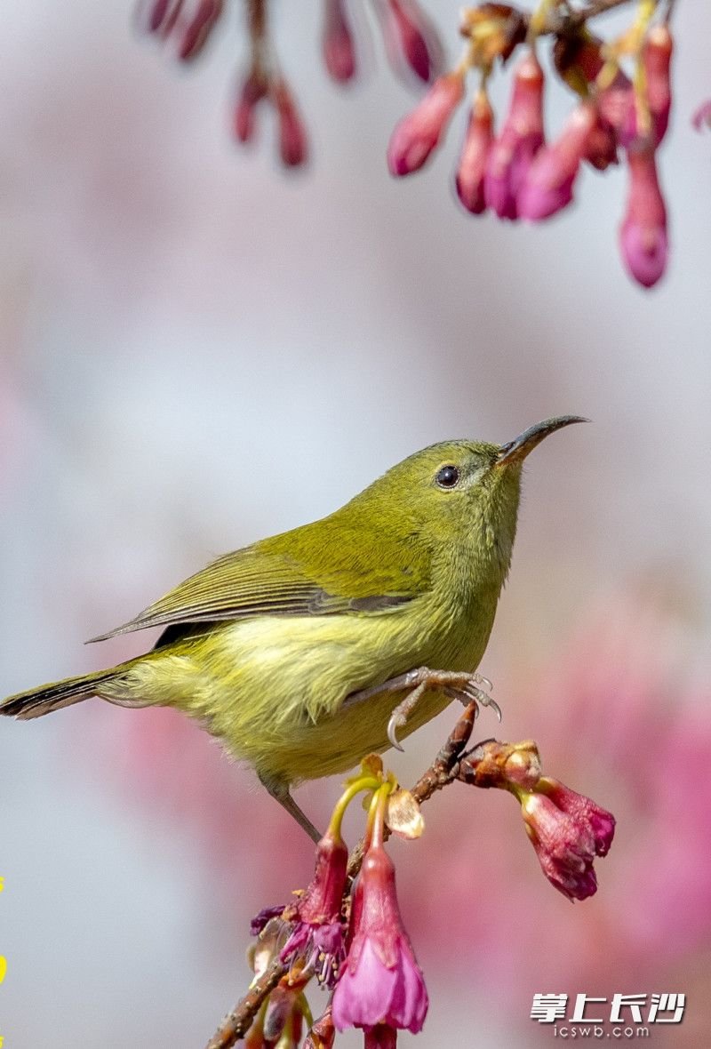 雌鸟较为朴素，上体橄榄色，下体浅绿黄。