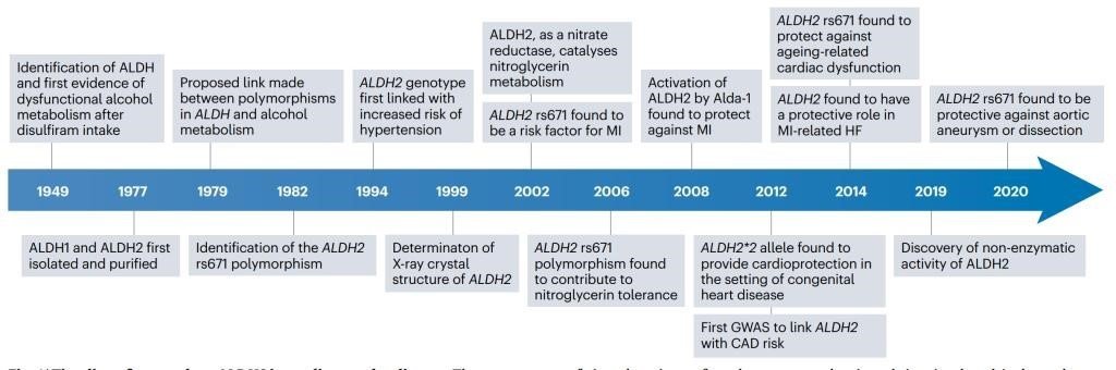 图1 从1949年至今的ALDH2相关研究历史线