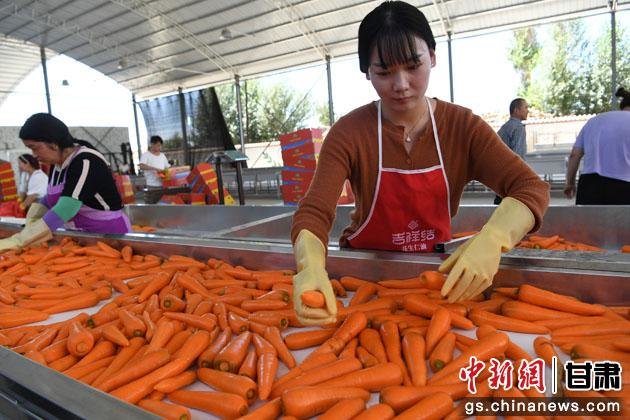 图为2021年7月29日，甘州区乌江镇出口东南亚彩色胡萝卜示范区的工作人员在清洗胡萝卜。(资料图)