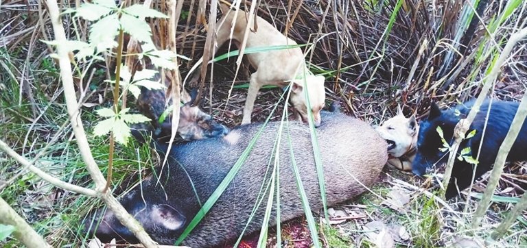 江西日报全媒体记者 付强摄 猎犬围捕野猪。