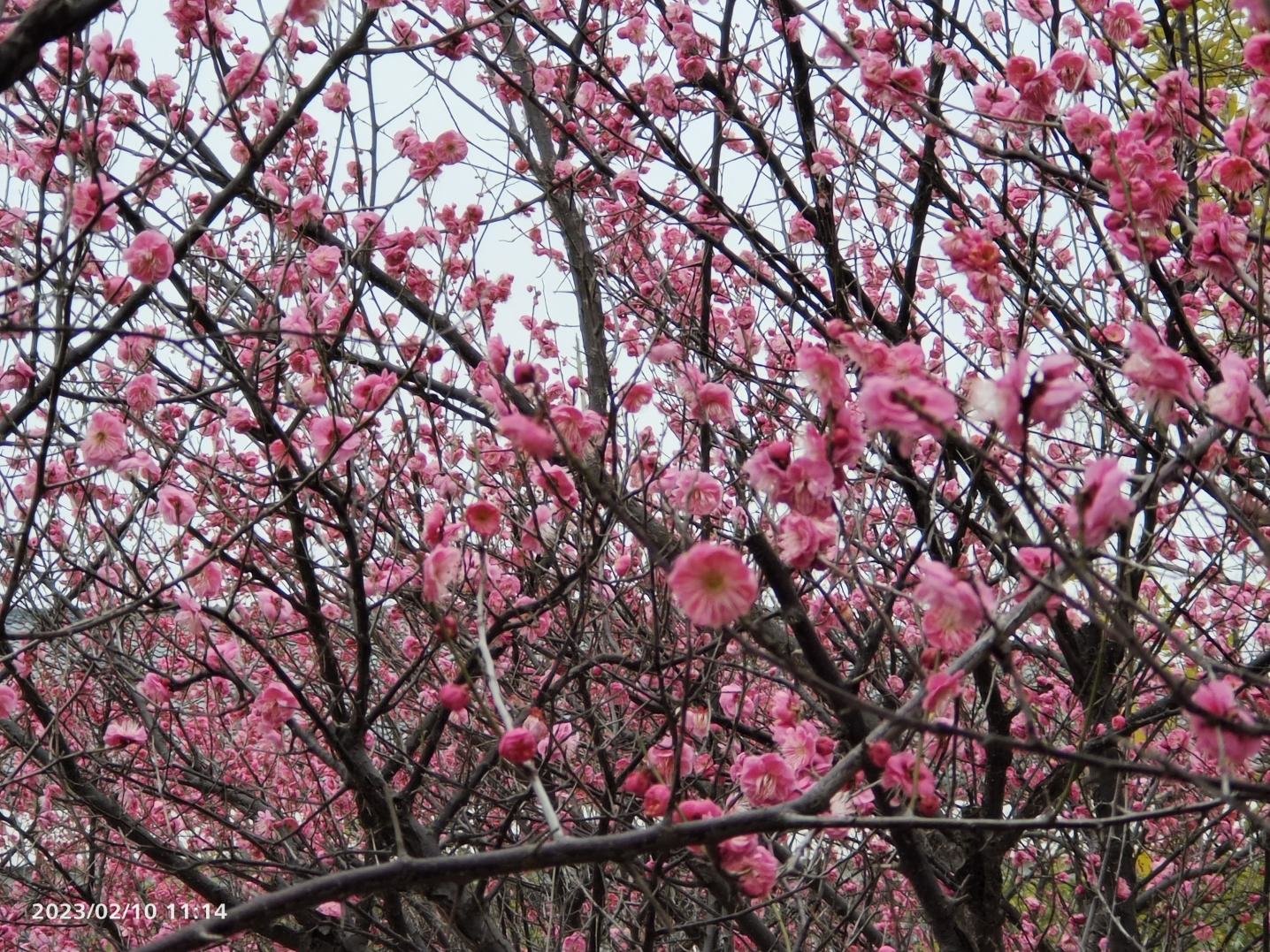 汤湖公园梅花图片