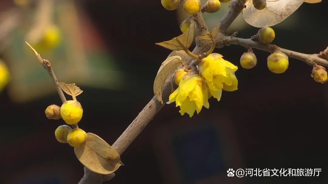 腊梅不是梅？这些梅花品种你能分辨吗？一起奔赴河北“梅”好春光