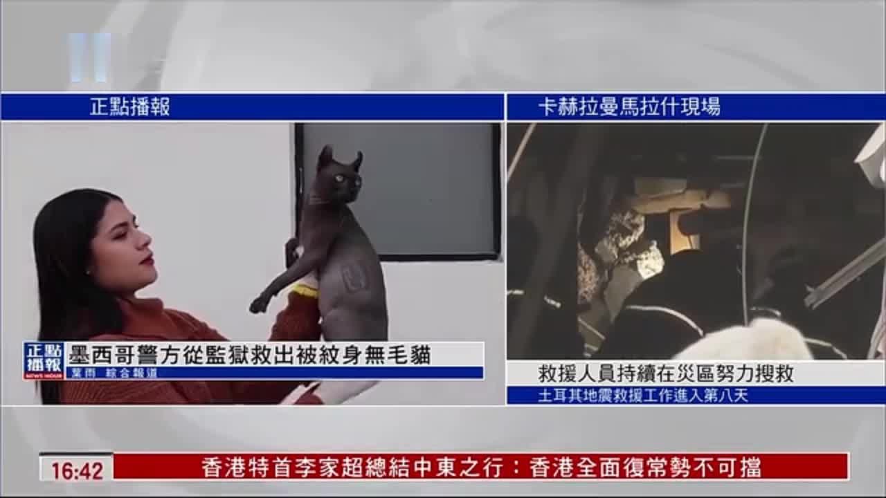 墨西哥警方从监狱救出被纹身无毛猫