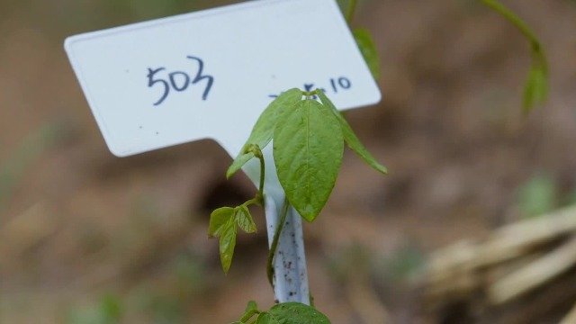 大豆起源于中国却大量依赖进口，“503”能否孕育出耐盐碱的大豆新品种？